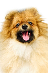  miniature Pomeranian Spitz puppy standing on white background, front view isolated