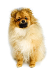  miniature Pomeranian Spitz puppy standing on white background, front view isolated