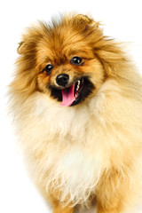 Obraz premium miniature Pomeranian Spitz puppy standing on white background, front view isolated