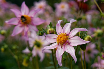 Dahlien