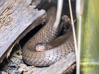 King cobra, Ophiophagus hannah, hidden under the stump