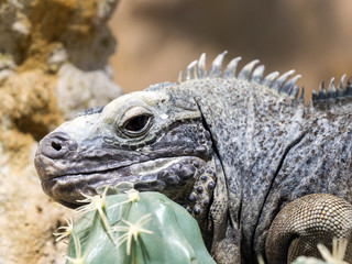 Hispaniolan ground iguana, Cyclura ricordi, large earth iguana