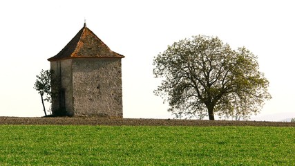 ancienne tone de vigne de la Limagne, Auvergne