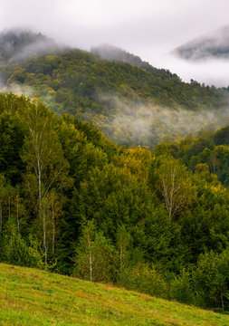 fog and low clouds over the forested mountains. mysterious scenery in deep autumn