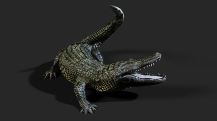 3D Illustration of a green American alligator isolated on grey background, American crocodile.