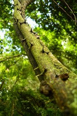 Spike tree on jungle