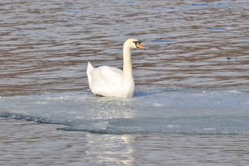 Beautiful swan in Danube river in Belgrade, Serbia , Swan on river in cold winter