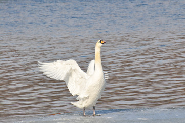 Beautiful swan in Danube river in Belgrade, Serbia , Swan on river in cold winter