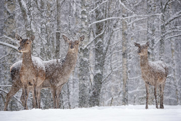 Let it snow: Three Powdered With Snow Female Red Deer  (Cervus Elaphus)  Stands  At Background Of Snowy Birch Forest And Snowflakes. Red Deer ( Cervidae ) During A Heavy Snowfall With Poor Visibility. - 185500479