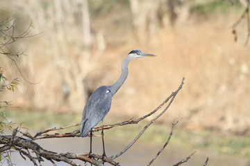 Grey Heron