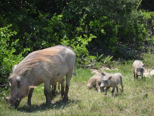 Wildschweinfamilie