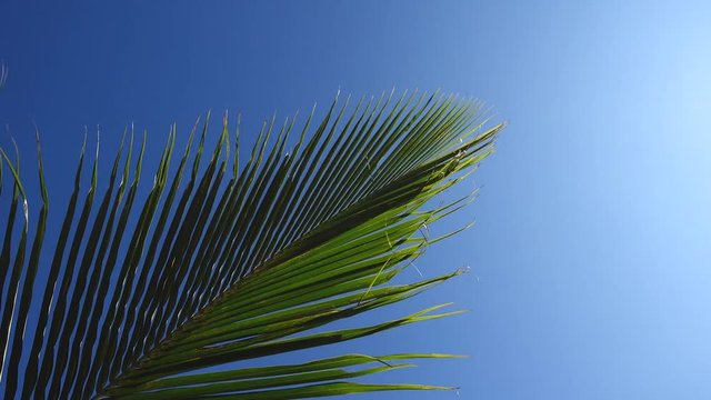 Close up coconut leaf uner the blue sky and strong wind