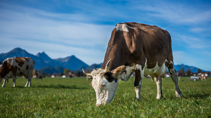Grazing Dairy Cow