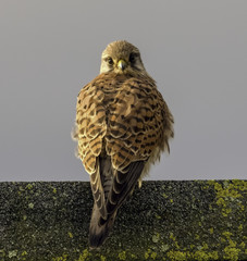 Common Kestrel in the UK with its head turned backwards