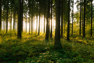 Obraz premium Sonnenaufgang im Wald