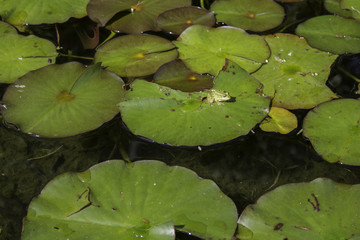 a frog on top of a nenufar