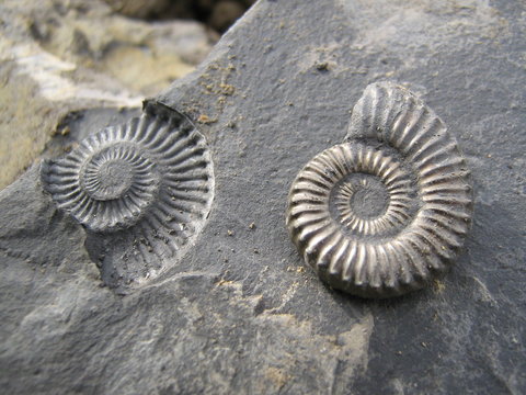 Pyritisierter Ammonit in Fundsituation (Größe: 3 cm, Fundort: Herford / Deutschland, Erdzeitalter: Unterer Jura, Pliensbachium)