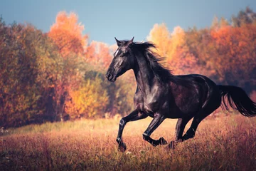Poster Zwart paard galopperen op de achtergrond van de herfst natuur © ashva
