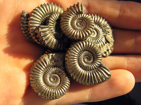 Pyritisierte Ammoniten (Polymorphites und Uptonia) aus Herford (Deutschland), Durchmesser bis 3 cm, Alter: Unterjura / Unterpliensbachium (ca. 185 Mio. Jahre)