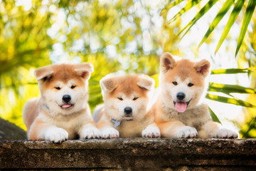 5 puppies of red New Year's Akita dogs sitting on stairs in nature at sunlight - obrazy, fototapety, plakaty