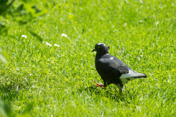 pigeon on the green grass in bright sunny day