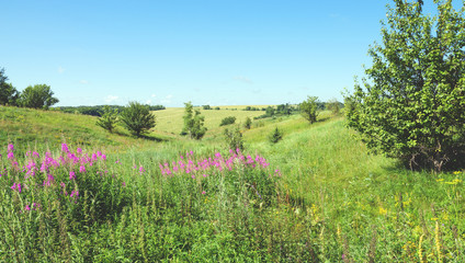 Sunny summer landscape with trees growing on the hillsides 