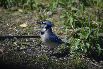 Blue Jay in the Sun