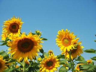 Fototapeta premium Sunflower field over beautiful clear blue sky background.