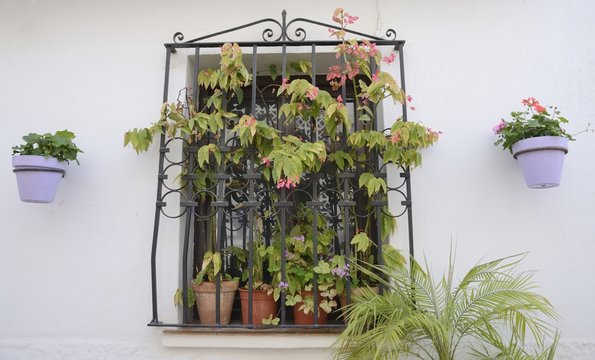 Plants on black grille window in  Estepona, Andalusia, Spain