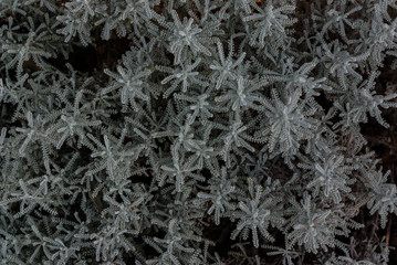English Thyme Textures