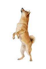 Shiba inu dog standing on hind legs - obrazy, fototapety, plakaty