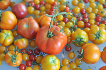 tomato vegetables food