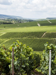 Ay, Champagne, France. Hills covered with vineyards in the wine region of Champagne, France. Moet & Chandon