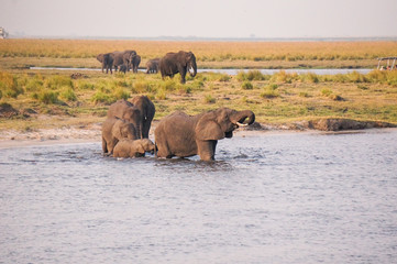 像家族の川渡り