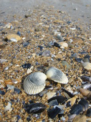 Herzmuschel am Strand der Normandie (bei Luc-sur-mer)
