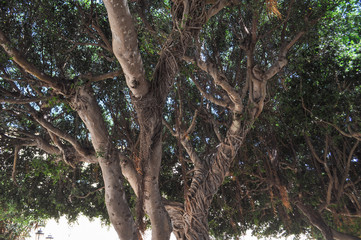 Fototapeta premium Moreton Bay fig tree