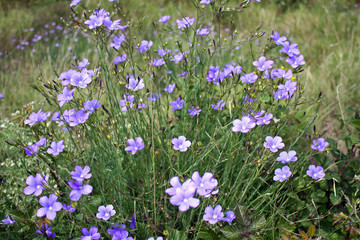 Naklejka premium Fleurs de lin