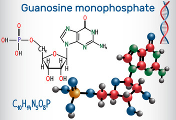 Guanosine monophosphate (GMP) molecule, it is an ester of phosphoric acid with the nucleoside guanosine, monomer in RNA . Structural chemical formula and molecule model.