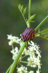 Minstrel bug, Graphosoma lineatum