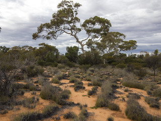 Trees and Threatening Sky. Queen Victoria Spring Nature Reserve, Western Australia, Australia