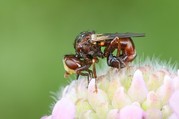 Ferruginous bee-grabber fly, Sicus ferrugineus,