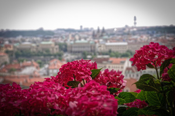 Flowers View of prague taken from vysehrad castle complex in blur.