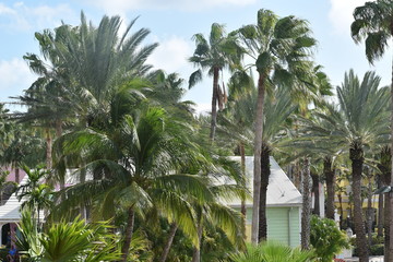 Fototapeta na wymiar Palm Trees Abroad