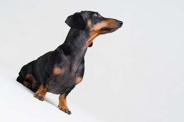 dog puppy dachshund, black and tan, looking up, isolated on gray background