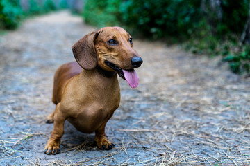 A beautiful red dachshund sticking out his tongue walks in the park amidst green trees in the open air.