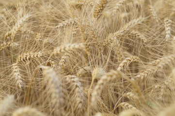 Wheat field background