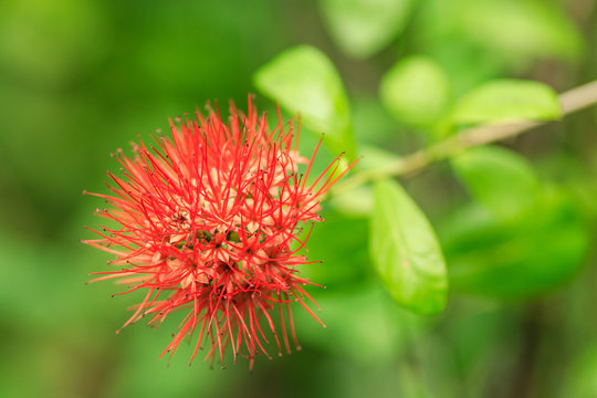 Red wild orchid blooming in a tropical rainforest