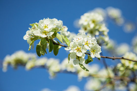 Branch of blooming pear blossoms on a sunny day in spring