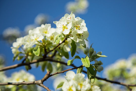 Branch of blooming pear blossoms on a sunny day in spring