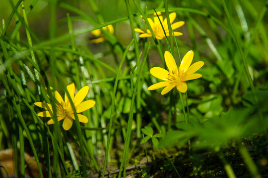 Yellow kingcups (may blobs) in spring